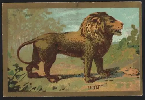Sammelbild Cambrai, Arlatte & Cie., Chicorée, Löwe auf der Jagd