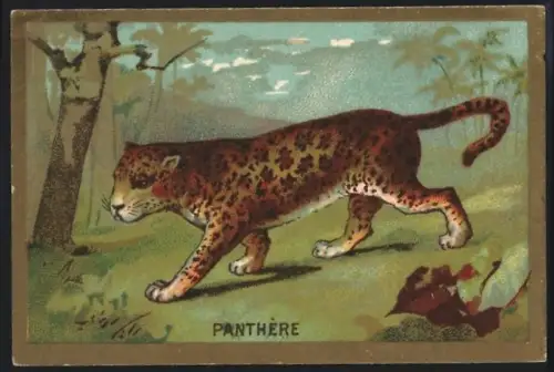 Sammelbild Cambrai, Arlatte & Cie., Chicorée, Panther auf der Jagd