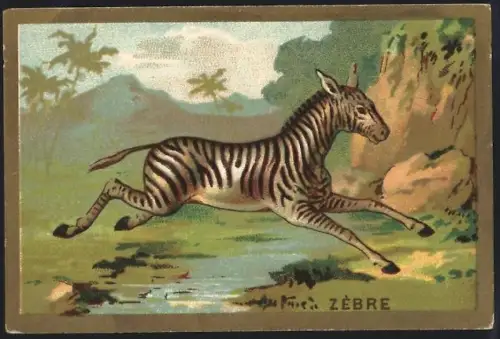 Sammelbild Cambrai, Arlatte & Cie., Chicorée, Zebra im Sprung