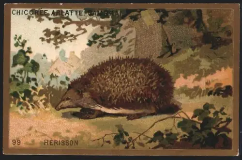 Sammelbild Cambrai, Arlatte & Cie., Chicorée, Igel vor einem Ort