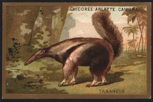 Sammelbild Cambrai, Arlatte & Cie., Chicorée, Ameisenbär am Waldrand