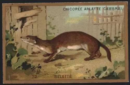 Sammelbild Cambrai, Arlatte & Cie., Chicorée, Wiesel neben einem Haus