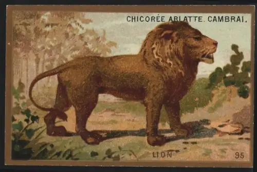 Sammelbild Cambrai, Arlatte & Cie., Chicorée, Löwe auf der Jagd