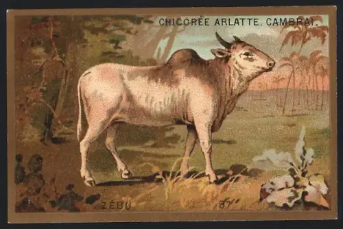 Sammelbild Cambrai, Arlatte & Cie., Chicorée, Hausrind während der Dämmerung