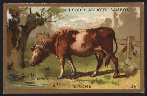 Sammelbild Cambrai, Arlatte & Cie., Chicorée, Kuh beim Trinken