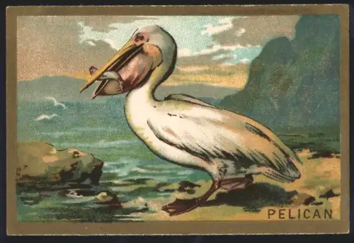 Sammelbild Cambrai, Arlatte & Cie., Chicorée, Pelikan mit einem Fisch im Schnabel