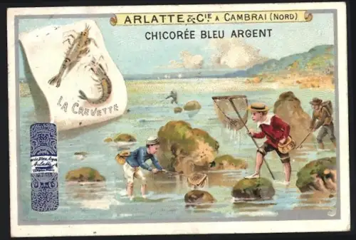 Sammelbild Cambrai, Chicoree Arlatte, Krabbenfischer mit Kescher