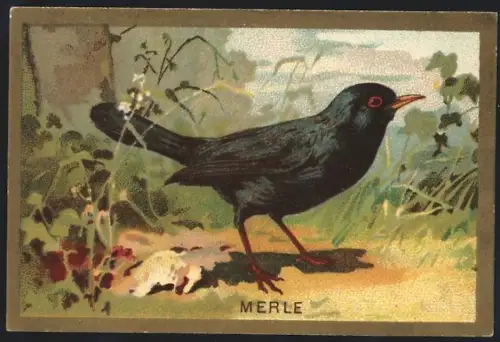 Sammelbild Cambrai, Chicoree Arlatte, Vogel Merle