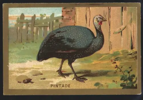 Sammelbild Cambrai, Chicoree Arlatte, Vogel Pintade