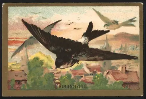 Sammelbild Cambrai, Chicoree Arlatte, Vogel Hirondelle
