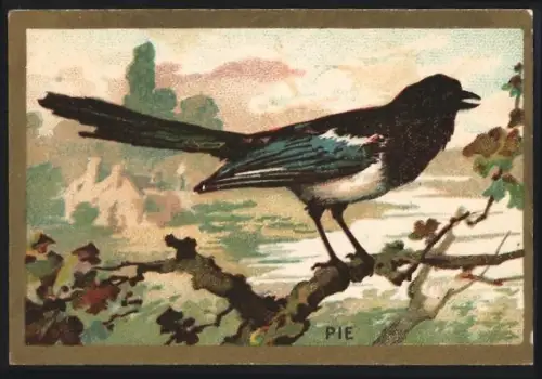 Sammelbild Cambrai, Chicoree Arlatte, Vogel Pie