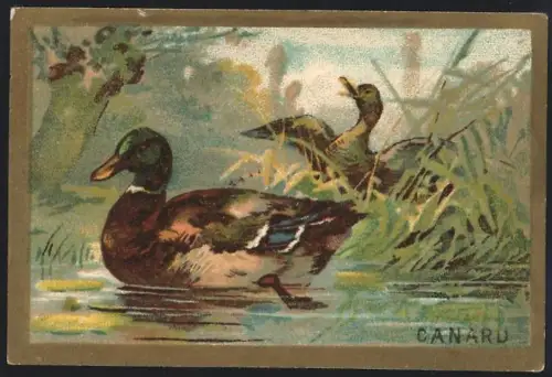 Sammelbild Cambrai, Chicoree Arlatte, Vogel Canaru