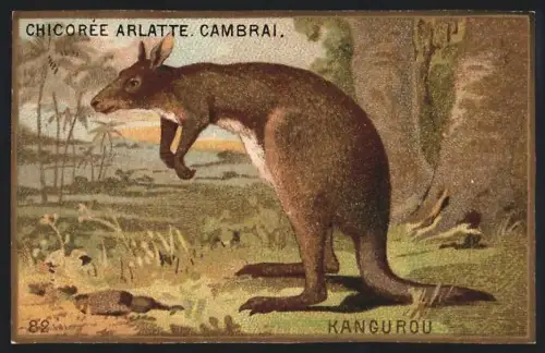 Sammelbild Cambrai, Chicoree Arlatte, Kangurou
