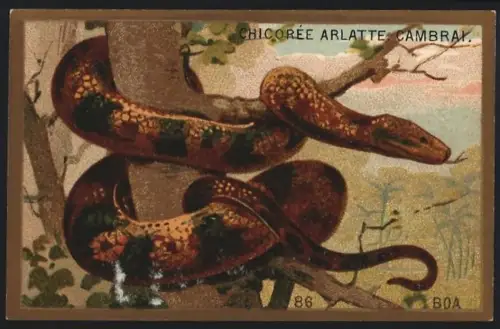 Sammelbild Cambrai, Chicoree Arlatte, Schlange Boa
