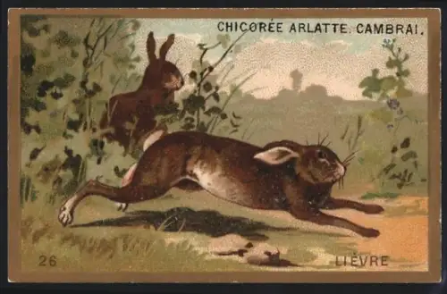 Sammelbild Cambrai, Chicoree Arlatte, Lievre