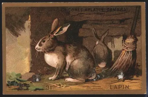 Sammelbild Cambrai, Chicoree Arlatte, Lapin