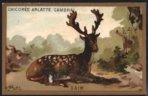 Sammelbild Cambrai, Chicoree Arlatte, Daim