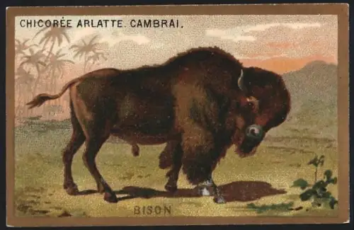 Sammelbild Cambrai, Chicoree Arlatte, Bison