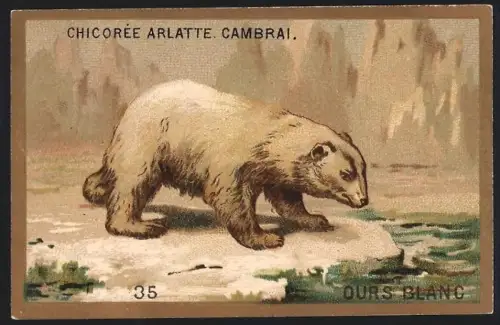 Sammelbild Cambrai, Chicoree Arlatte, Ours Blanc, Eisbär