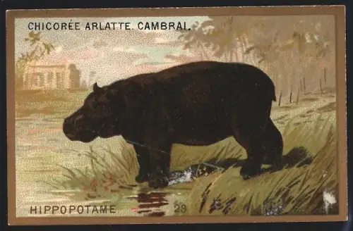 Sammelbild Cambrai, Chicoree Arlatte, Hippopotame