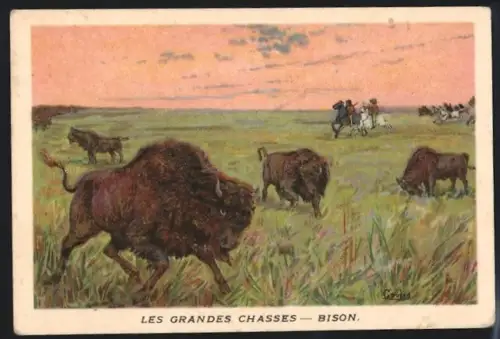 Sammelbild Cambrai, Chicoree Arlatte, Les Grandes Chasses, Bison