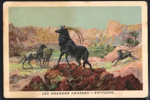 Sammelbild Cambrai, Chicoree Arlatte, Les Grandes Chasses, Antilope