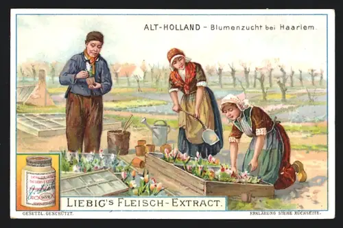 6 Sammelbilder Liebig, Serie Nr. 857: Alt-Holland, Heimkehr, Handelsmann, Erster Unterricht, Fischmarkt, Blumenzucht