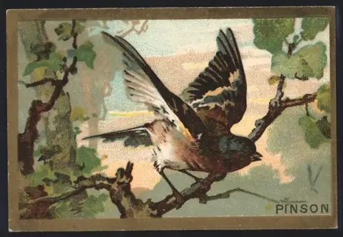 Sammelbild Cambrai, Arlatte & Co Chicorée Bleu-Argent, Pinson