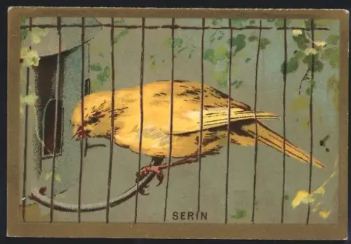 Sammelbild Cambrai, Arlatte & Co Chicorée Bleu-Argent, Serin