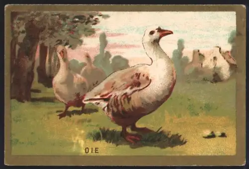 Sammelbild Cambrai, Arlatte & Co Chicorée Bleu-Argent, Oie