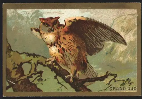 Sammelbild Cambrai, Arlatte & Co Chicorée Bleu-Argent, Grand Duc