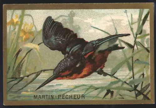 Sammelbild Cambrai, Arlatte & Co Chicorée Bleu-Argent, Martin-Pecheur