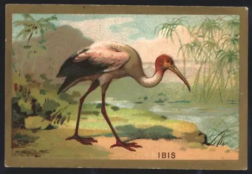 Sammelbild Cambrai, Arlatte & Co Chicorée Bleu-Argent, Ibis