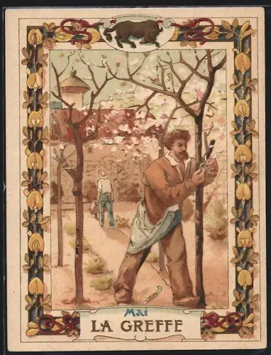 Sammelbild Cambrai, Arlatte & Cie., La Chicorée Bleu-Argent, La Greffe