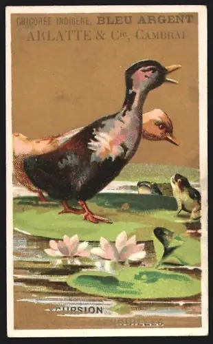 Sammelbild Cambrai, Arlatte & Cie., La Chicorée Bleu-Argent, Une Excursion au pays des grenouilles