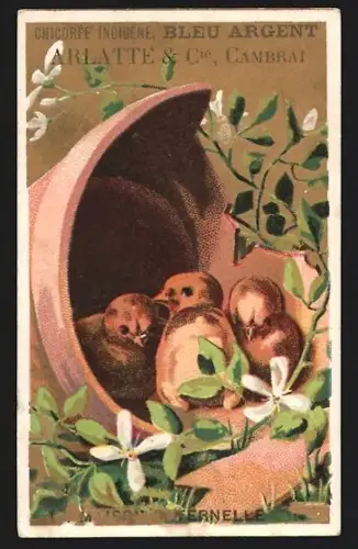 Sammelbild Cambrai, Arlatte & Cie., La Chicorée Bleu-Argent, Küken in einem Blumentopf