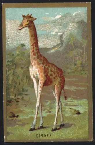 Sammelbild Cambrai, Arlatte & Cie., Chicorée Bleu-Argent, Giraffe