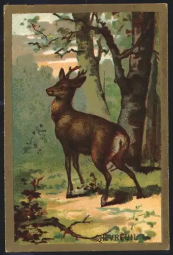 Sammelbild Cambrai, Arlatte & Cie., Chicorée Bleu-Argent, Chevreuil