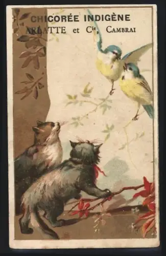 Sammelbild Cambrai, Arlatte & Cie., Chicorée Indigène extra-superieure, Zwei Singvögel und zwei Katzen