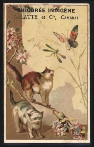 Sammelbild Cambrai, Arlatte & Cie., Chicorée Indigène extra-superieure, Katzen halten nach Schmetterling Ausschau