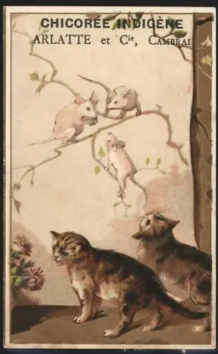 Sammelbild Cambrai, Arlatte & Cie., Chicorée Indigène extra-superieure, Zwei Katzen betrachten weisse Mäuse