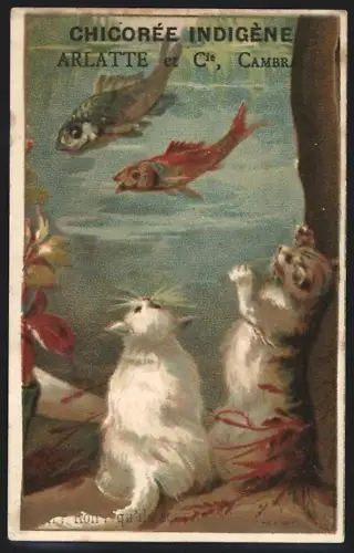 Sammelbild Cambrai, Arlatte & Cie., Chicorée Indigène extra-superieure, Zwei Katzen vor einem Aquarium