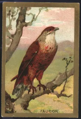 Sammelbild Cambrai, Arlatte & Cie., Chicorée Bleu-Argent, Faucon