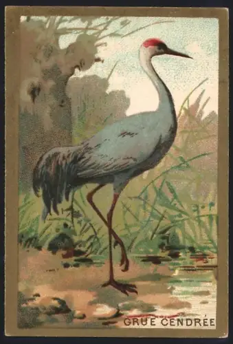 Sammelbild Cambrai, Arlatte & Cie., Chicorée Bleu-Argent, Grue Cendrée