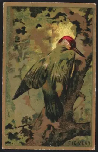 Sammelbild Cambrai, Arlatte & Cie., Chicorée Bleu-Argent, Pie Vert