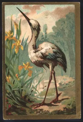 Sammelbild Cambrai, Arlatte & Cie., Chicorée Bleu-Argent, Heron