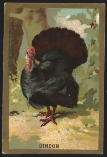 Sammelbild Cambrai, Arlatte & Cie., Chicorée Bleu-Argent, Dindon