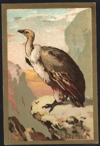 Sammelbild Cambrai, Arlatte & Cie., Chicorée Bleu-Argent, Vautour