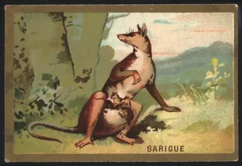 Sammelbild Cambrai, Arlatte & Cie., Chicorée Bleu-Argent, Sarigue