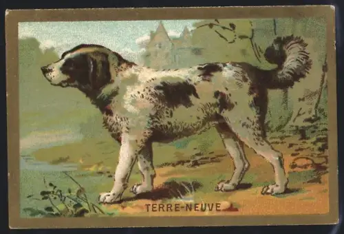 Sammelbild Cambrai, Arlatte & Cie., Chicorée Bleu-Argent, Terre-Neuve